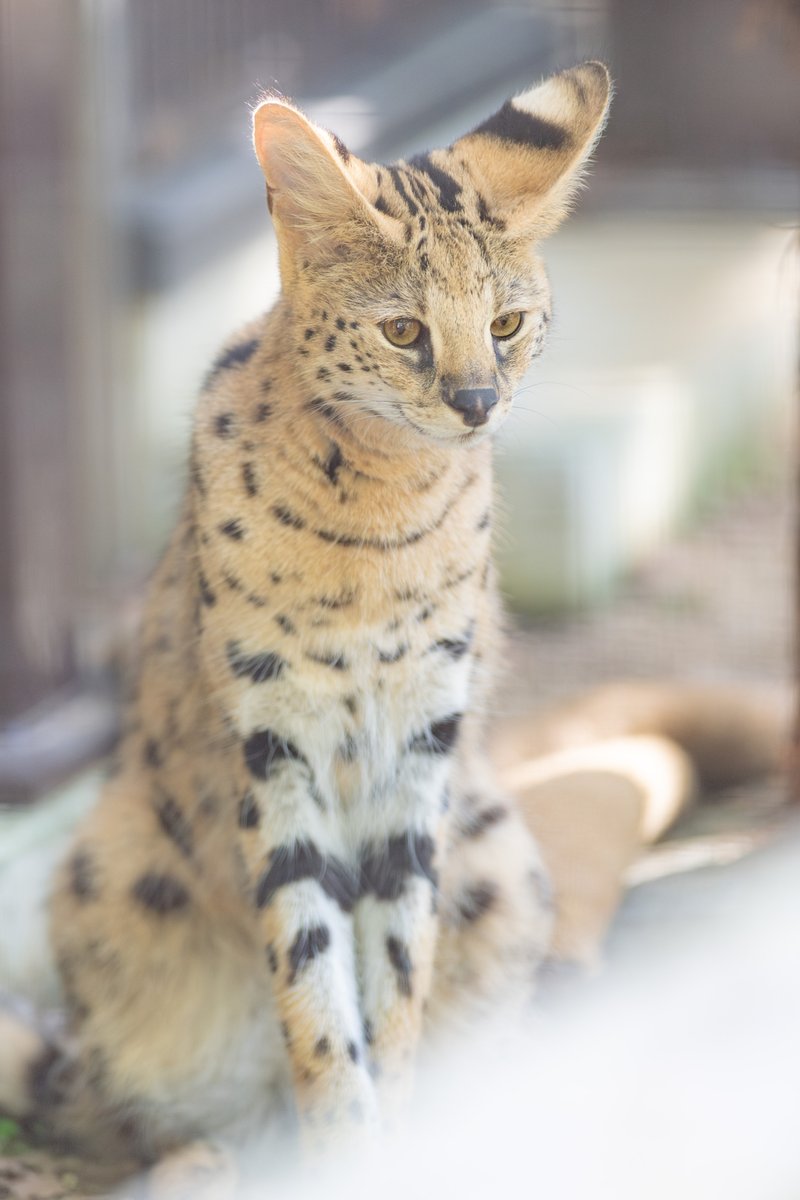 non_hoi_park's tweet image. のんほいプチフォトコン公認ナイスフォト📷「てんし」のんほいパークで写真を撮ったらプチフォトコンへ投稿!投稿作品への「💓いいね!」もお待ちしています!📷moriagetai.sozo.ac.jp/np/ #のんほいパーク #動物園 #豊橋 #のんほいプチフォトコン #サーバル