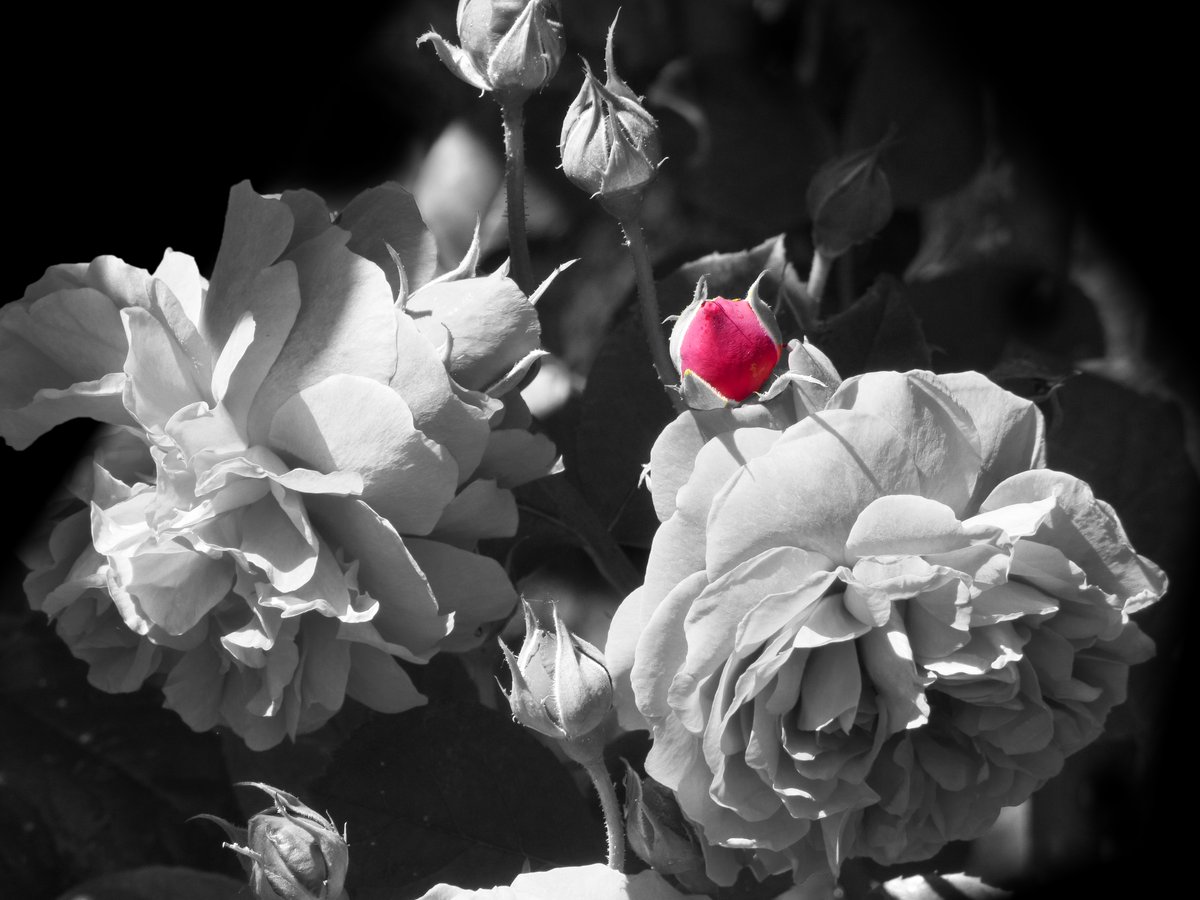 rosebyanyother7's tweet photo. #GardenRoses #SelectiveColorPhotography #FlowerPhotography
https://t.co/gj2tMm4EpW
Photo © Nick Kenrick at Flickr, Victoria, British Columbia, Canada
#GardeningTwitter #GardeningX https://t.co/KVJRGJGR9n