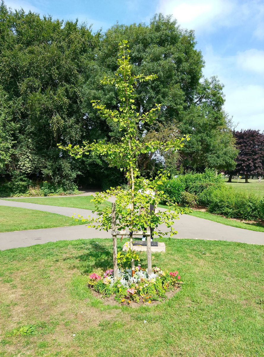 KenBrookes2's tweet image. Back in Elsecar. Beautiful day. Update on the Ginko tree. It must be 10 feet tall now.