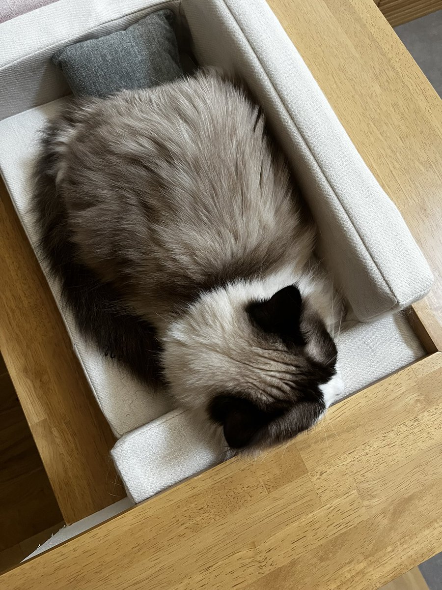 ひるねにゃんこ