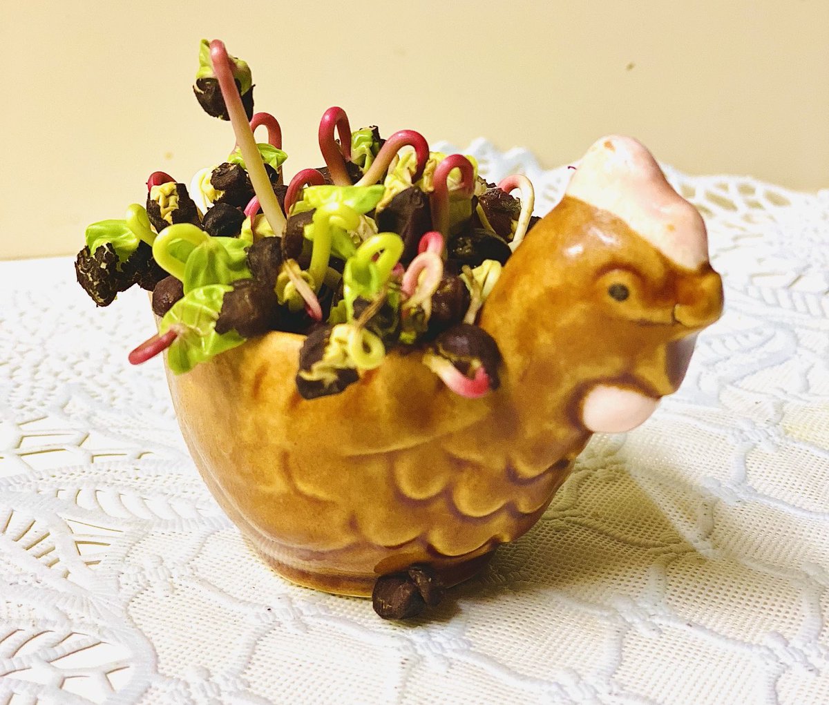 先週、産みました。

今は土の中から顔を出して元気に育ってます

#アサガオ
#FUJIROCKFESTIVAL（アマプラ視聴💦）
・iPhone11Pro

・さぁ！逃げようぜ！音楽に紛れて