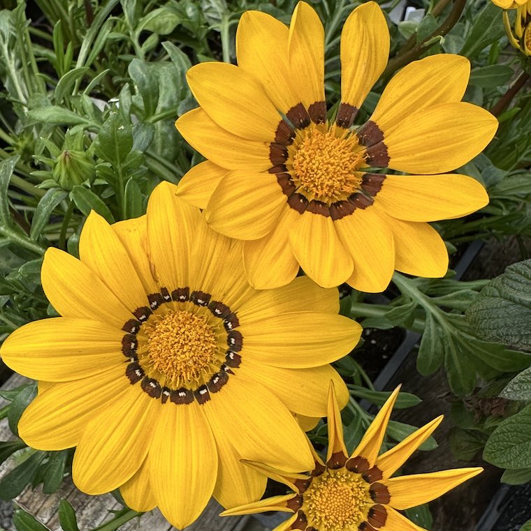 Memories on the road to fifty - my first rock concerts: alanilagan.com/general/i-reme…