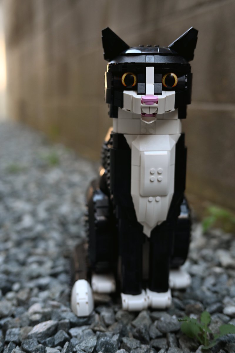 dpyukiqb's tweet image. 21349 Tuxedo Cat 🐈
お外で撮ってみたら、さらにネコ感。
#lego #cat #legoideas #legoleaks #legonews #legocat #legogirl