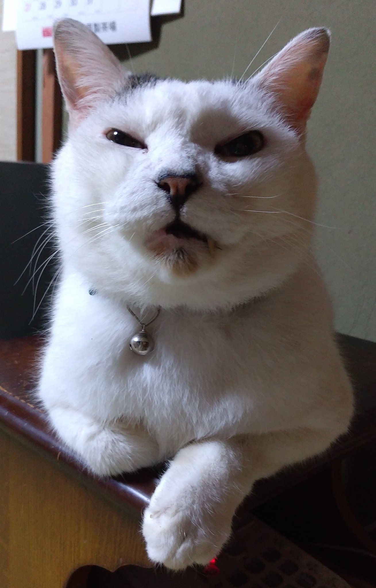 最高の猫 仔ネコのお名前募集〜 4匹の仔ネコちゃんたちのお名前を 店舗に