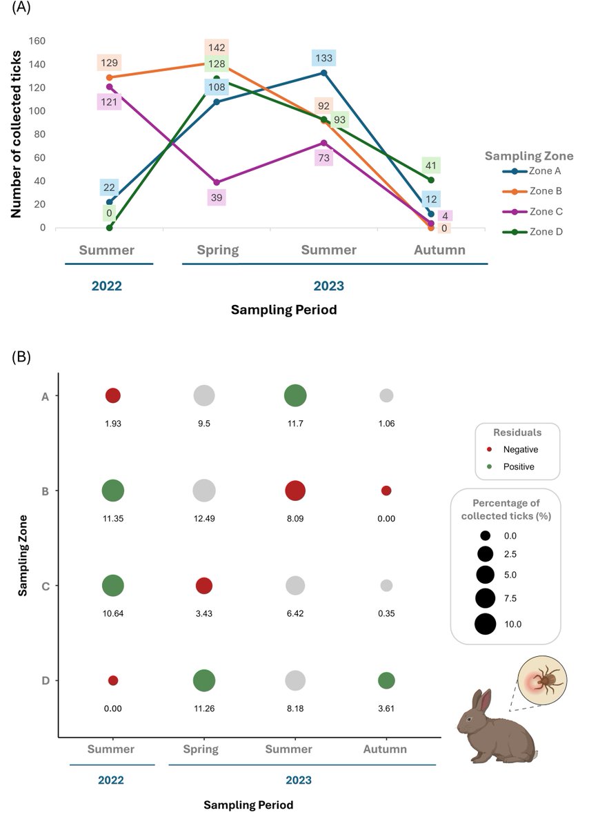 WorldLagomorph's tweet image. A new study shows wild rabbits in N. Africa are key hosts for ticks like Hyalomma lusitanicum and Rhipicephalus pusillus. Tick load peaks in spring, mirroring local abundance. Results highlight rabbits' importance in pathogen cycles. #OneHealth
doi.org/10.1371/journa…