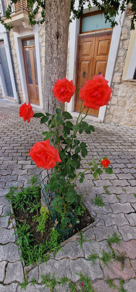 MezzaTiziana's tweet image. Le rose sono belle lasciandole nel loro posto , senza bisogno di coglierle....