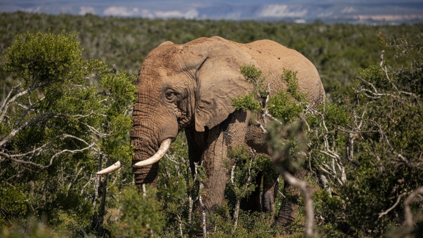 rapid_reveal's tweet image. 🚨Francois “FC” Conradie, 39, CEO of Gondwana Private Game Reserve, was gored & trampled to death by a bull elephant on his own land
He wasn’t just the boss he helped raise this herd
The same #elephant may have killed a ranger last year
#FrancineDiaz #Safari #FranSeth #aekfc