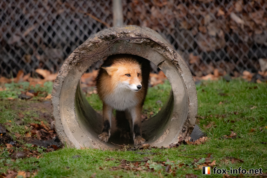 fox_info_net's tweet image. 雨宿り🦊💦
 #北きつね牧場 fox-info.net/fox-photo/arch…