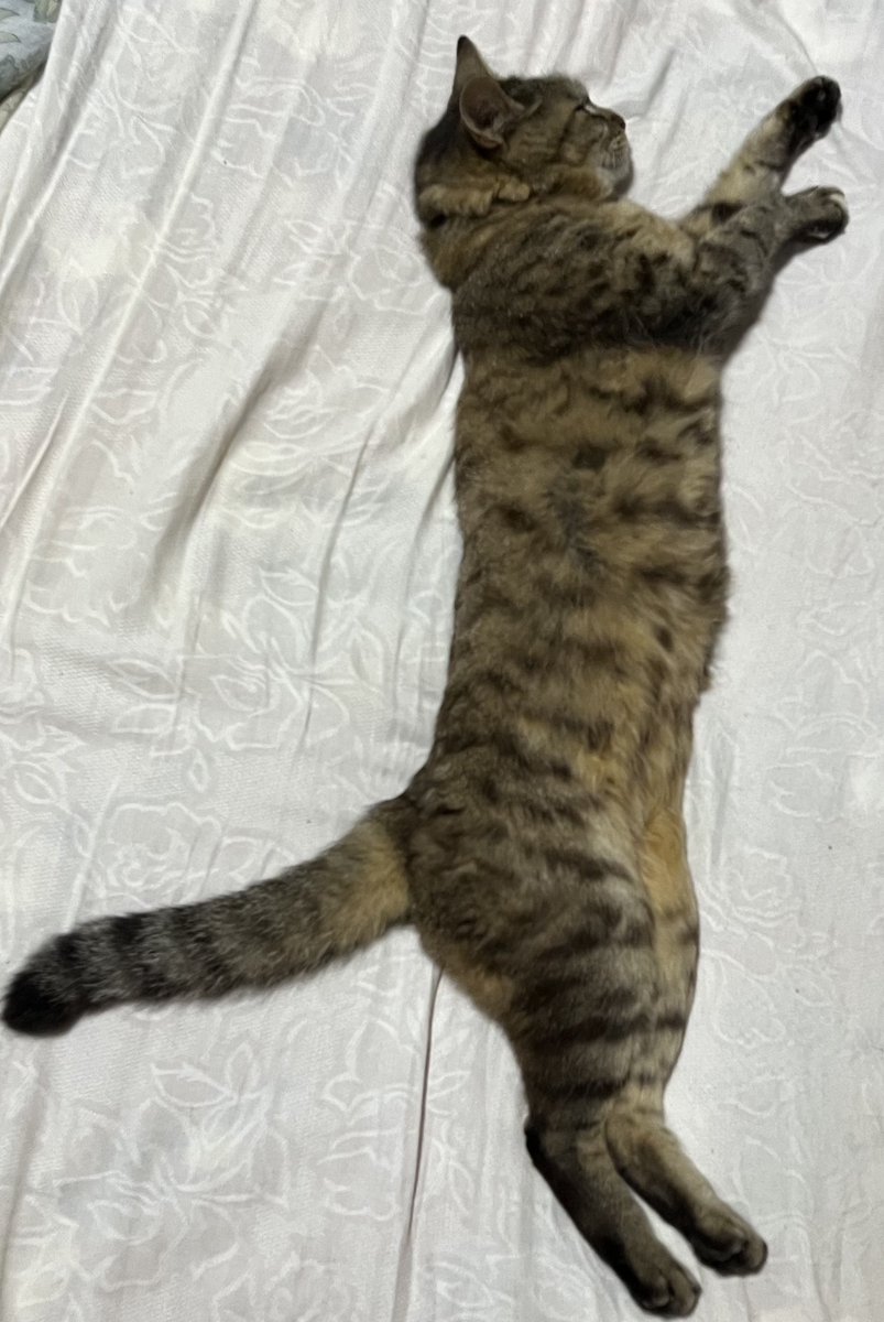 Oimodar603's tweet image. 伸びすぎね