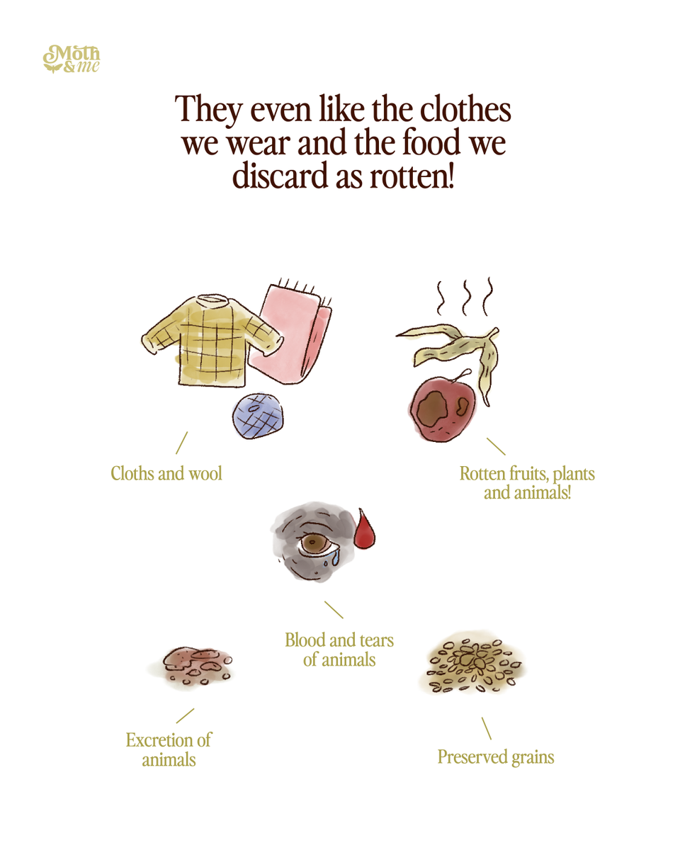 atree_org's tweet image. Thalavaipandi loves sharing fascinating facts about moths during his walks. For instance, some moth species have proboscis, or a feeding tube, that can pierce through the hard skin of fruits or even feed on blood. Then there are certain species, such as those from Saturniidae and…
