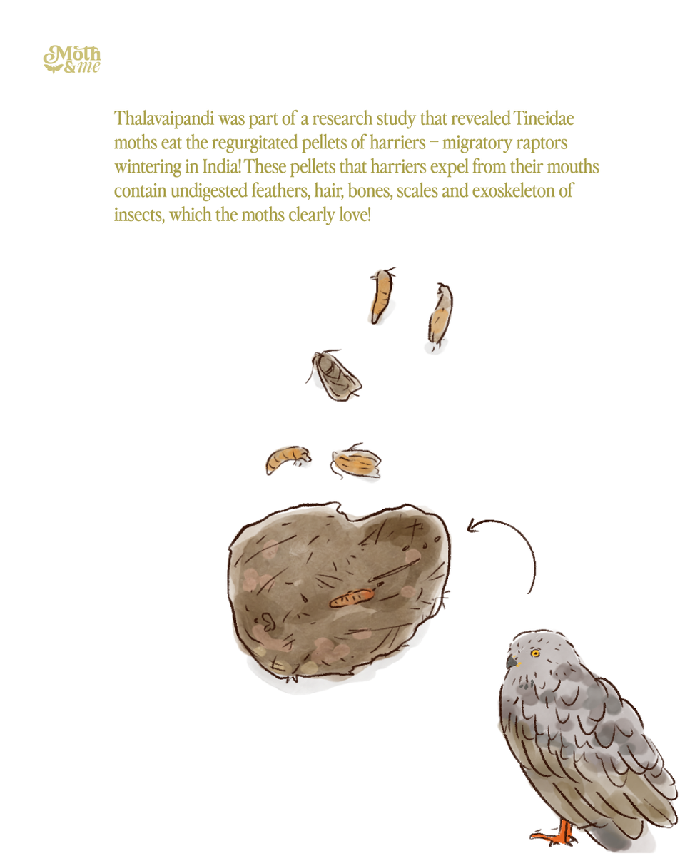 atree_org's tweet image. Thalavaipandi loves sharing fascinating facts about moths during his walks. For instance, some moth species have proboscis, or a feeding tube, that can pierce through the hard skin of fruits or even feed on blood. Then there are certain species, such as those from Saturniidae and…
