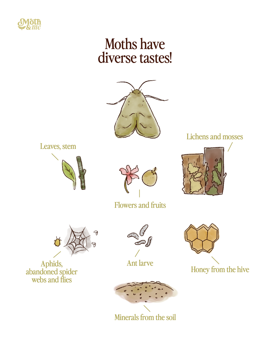 atree_org's tweet image. Thalavaipandi loves sharing fascinating facts about moths during his walks. For instance, some moth species have proboscis, or a feeding tube, that can pierce through the hard skin of fruits or even feed on blood. Then there are certain species, such as those from Saturniidae and…