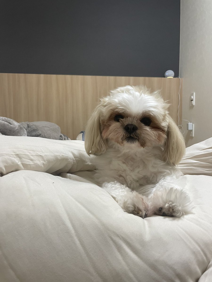 aba_mugi's tweet image. 寝癖が可愛い