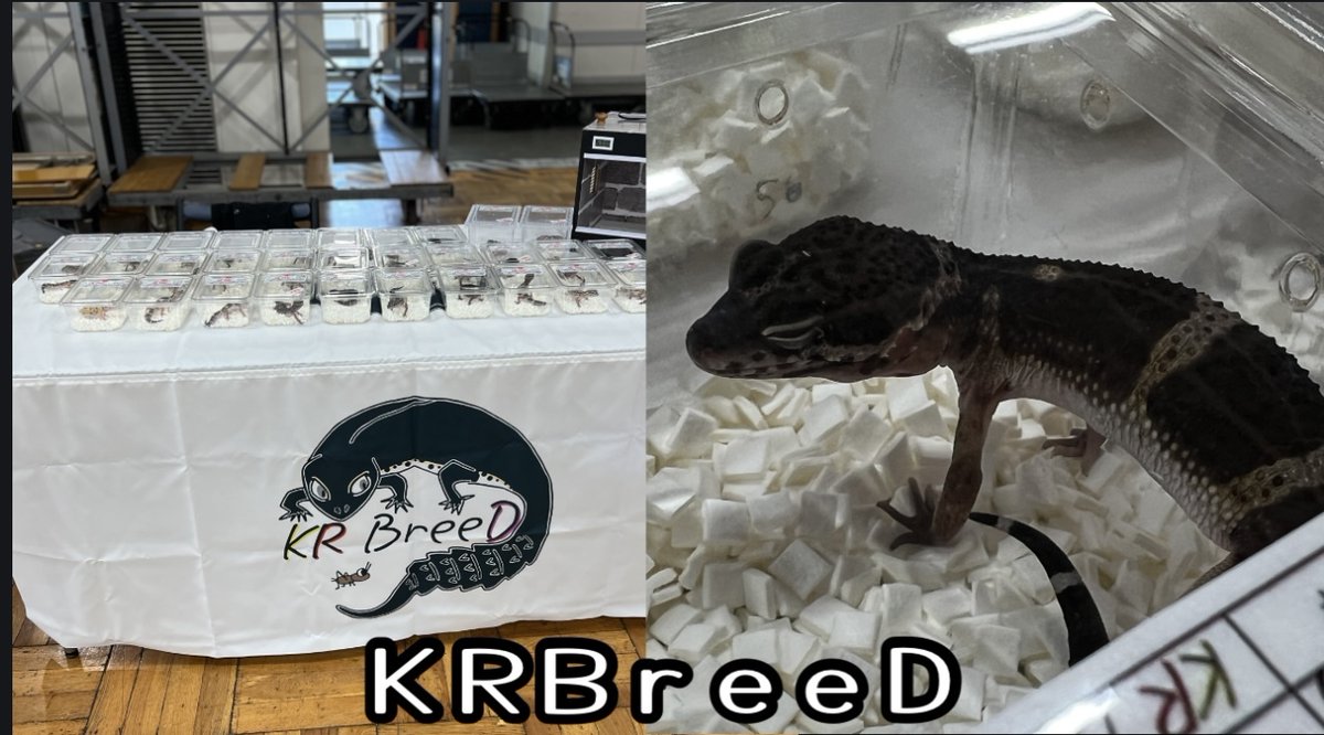 exoticreptilexp's tweet image. ☆7/27(日)に開催されるEXPO東京浅草開催がいよいよ2日後となりました♪
KR BreeDさんを紹介致します♪
トカゲモドキやタマオヤモリを愛情いっぱいでブリードしています。
可愛い子たちを連れて行... 詳しくは 2su.jp/0UUC