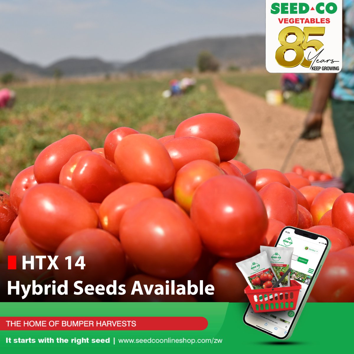 SeedCoVegZim's tweet image. Tomato HTX 14 is available in various pack sizes, including 100 seeds, 250 seeds, 1,000 seeds, and up to 25,000 seeds.

Get yours today at your nearest Seed Co Vegetables agro dealer, or send inquiries via WhatsApp to +263 715 350 654.

#seedcovegzim.