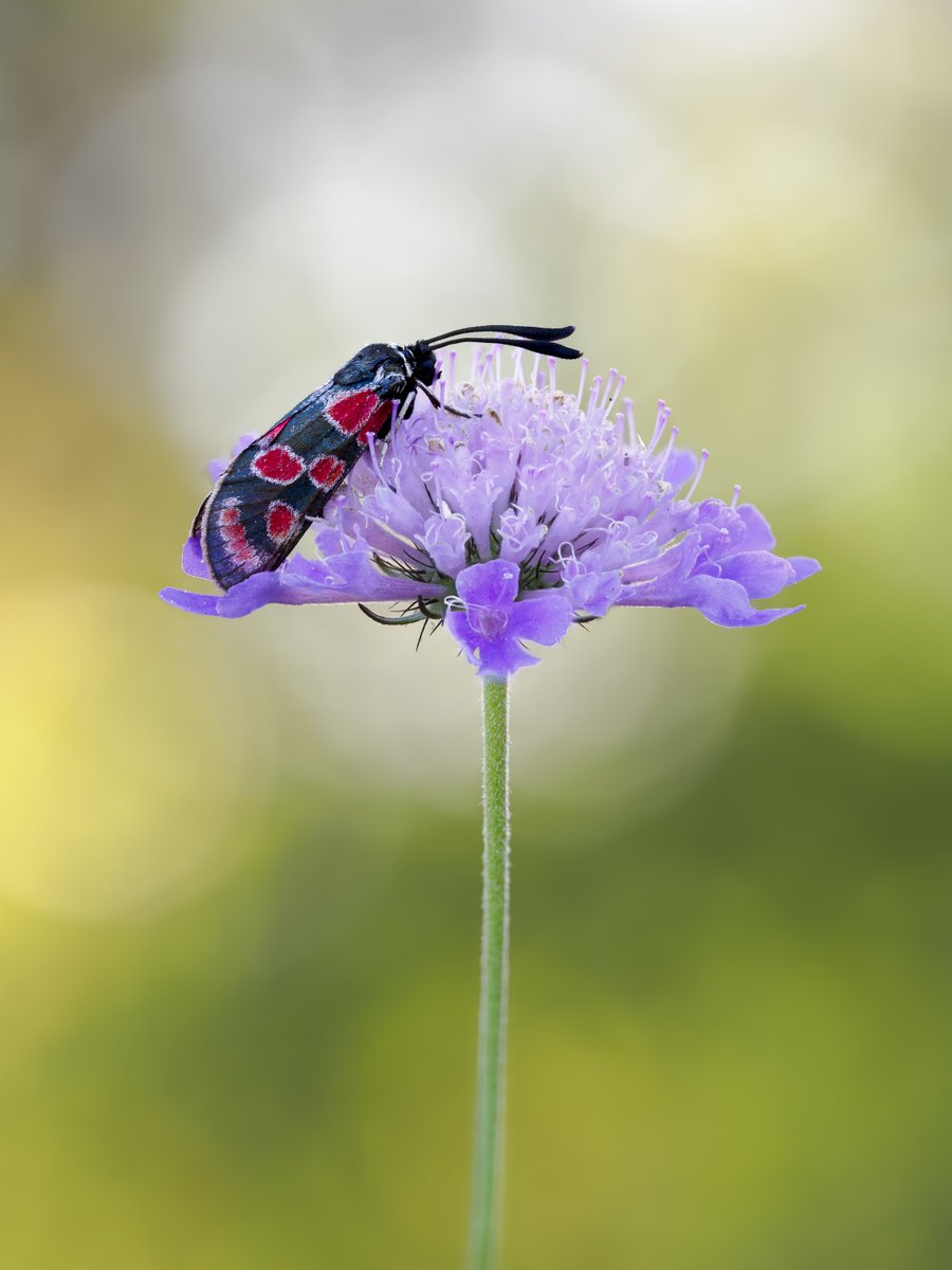 bernd_flicker's tweet photo. Esparsetten-Widderchen (Zygaena carniolica)
Das Esparsetten-#Widderchen ist ein tagaktiver #Nachtfalter mit auffälligen roten, weiß umrandeten Flecken auf schwarzen Flügeln. #Raupen und #Falter enthalten Blausäure, sind dadurch giftig und warnen Feinde mit ihrer Signalfärbung💥 https://t.co/HVHLJNwYfr