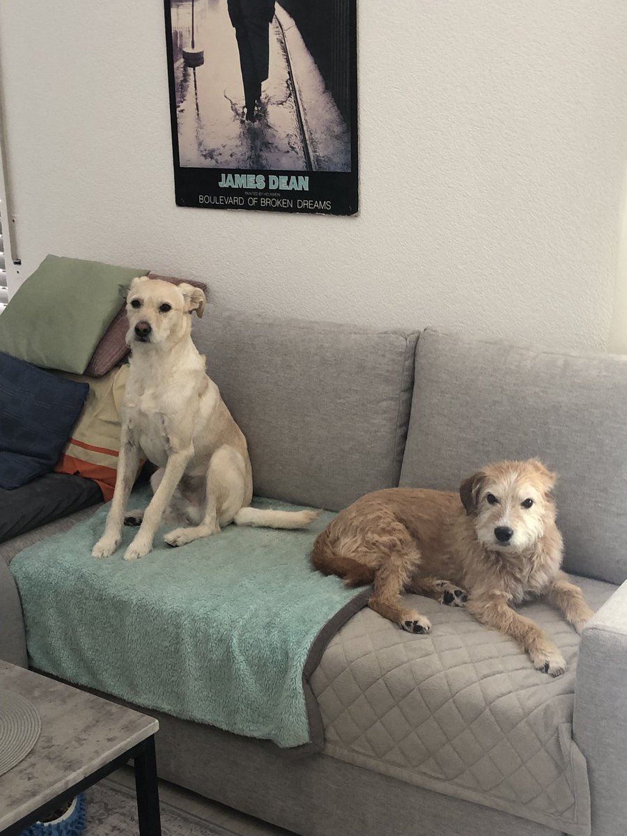 EvaMaria5355's tweet image. Hallo ihr Lieben, ich grüße euch 🤗
Bin erst gerade nach Hause gekommen, hatte einige Termine und musste noch einen Großeinkauf machen, da ich am Sonntag den Hund von meinem Sohn „Henry“ für zehn Tage habe. Ich kann beide Hunde nicht alleine lassen, weil Henry Quatsch macht und…