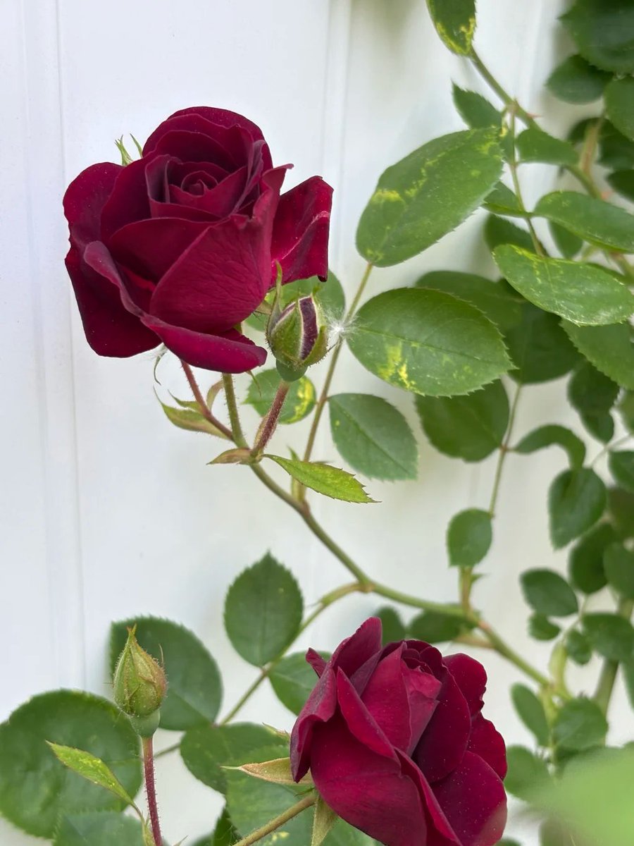 Ruby7593's tweet image. Green companions, bringing life to my home🌺