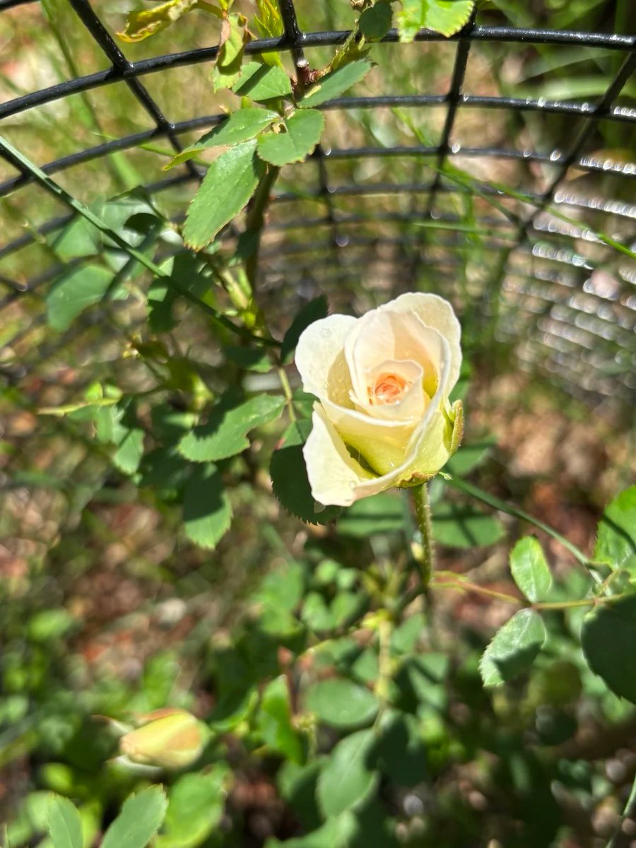 Ruby7593's tweet image. Green companions, bringing life to my home🌺