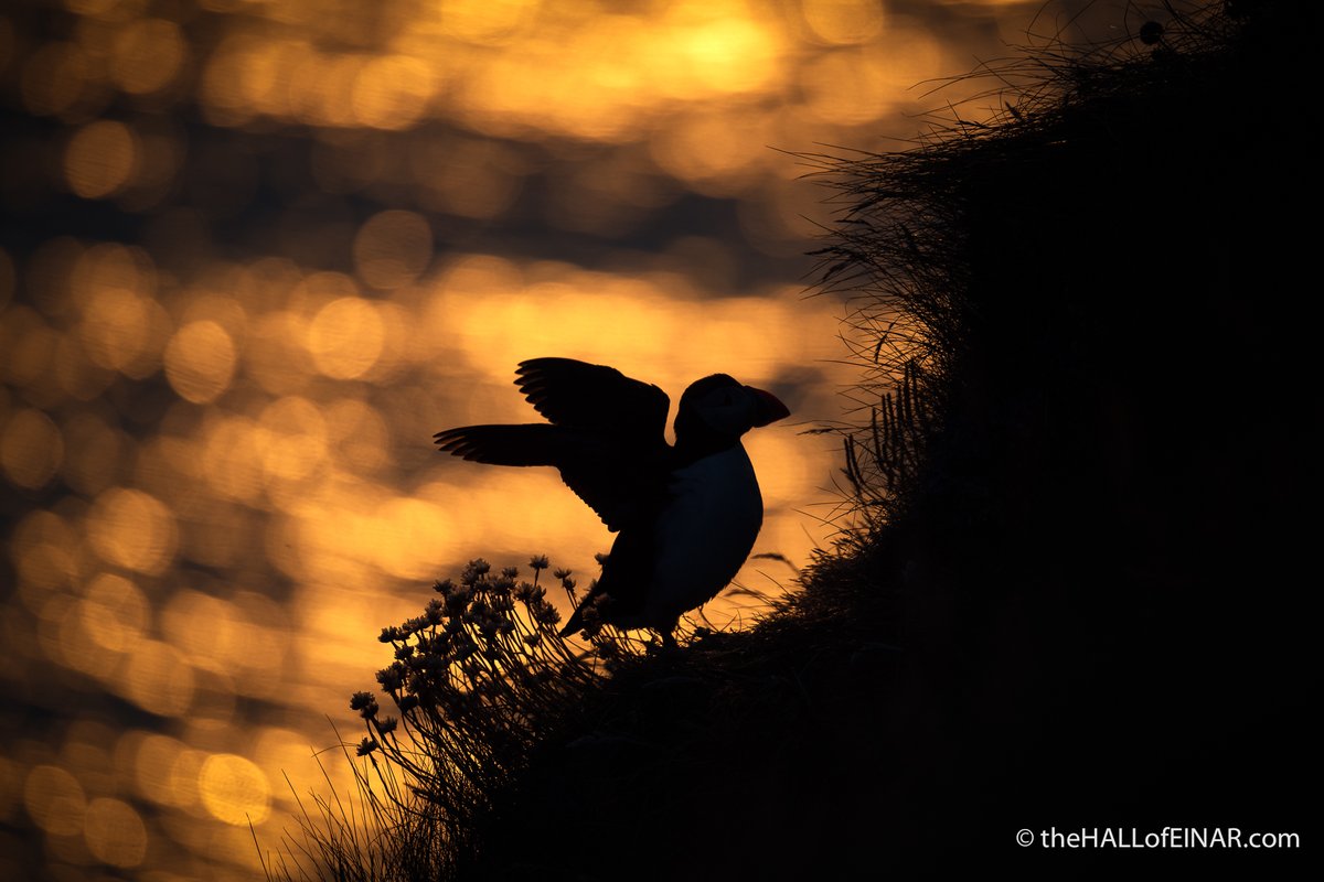 theHALLofEINAR's tweet image. Tonight I will dream of Puffins, so small, and the Ocean, so immense.
