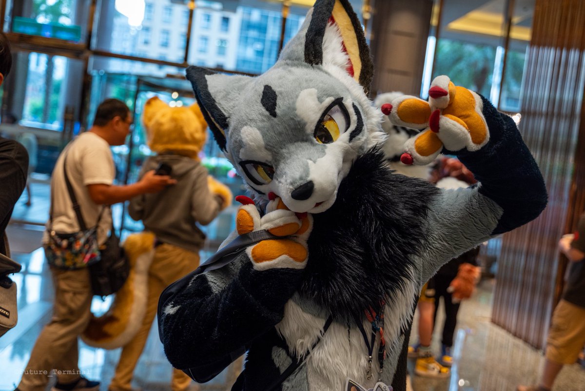 Future_Terminal's tweet image. ✨

🐺：@run_charizard