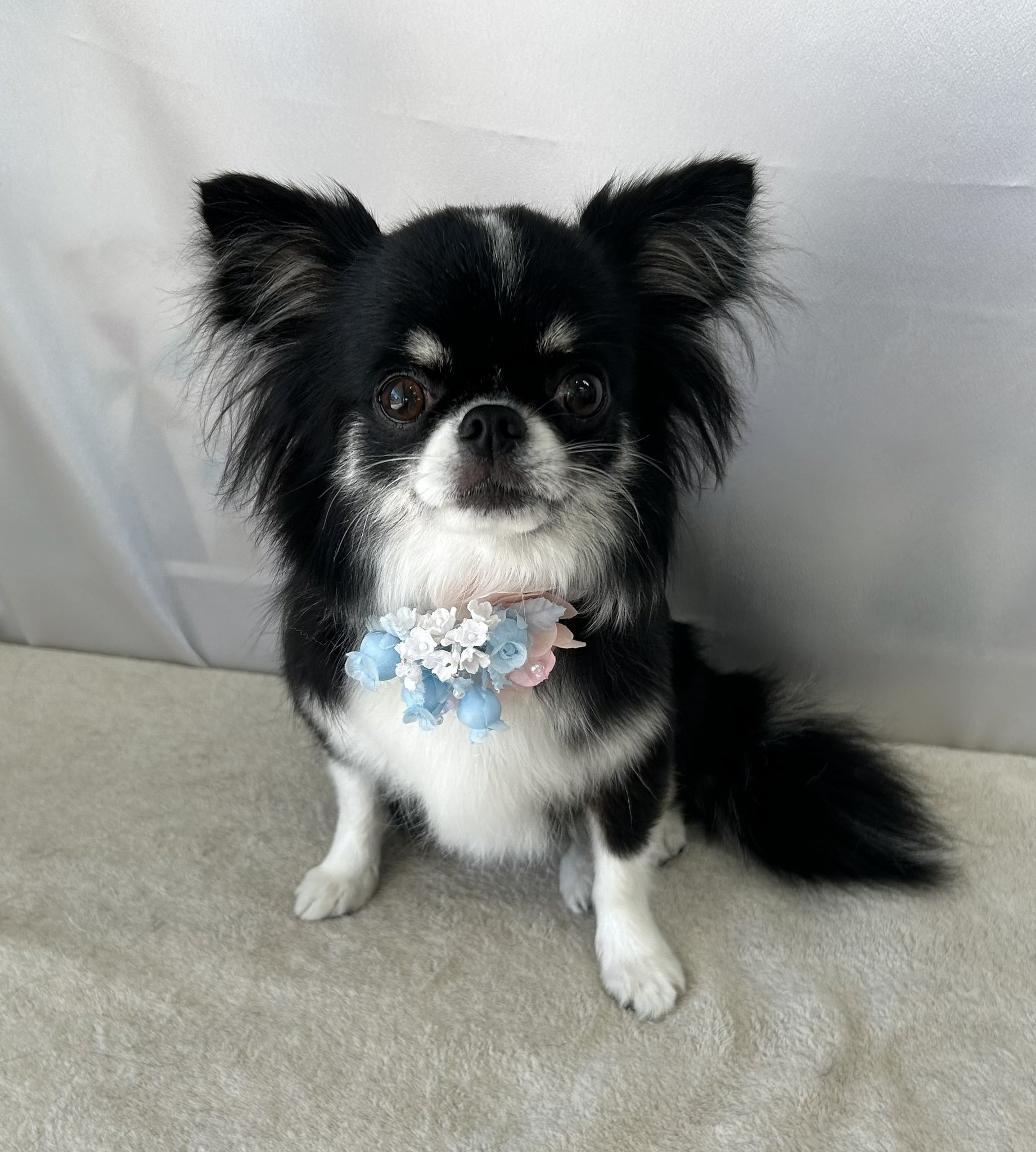 チワワ もちちわわ Lサイズ チワワ ぬいぐるみ 犬 モリサカグローバル