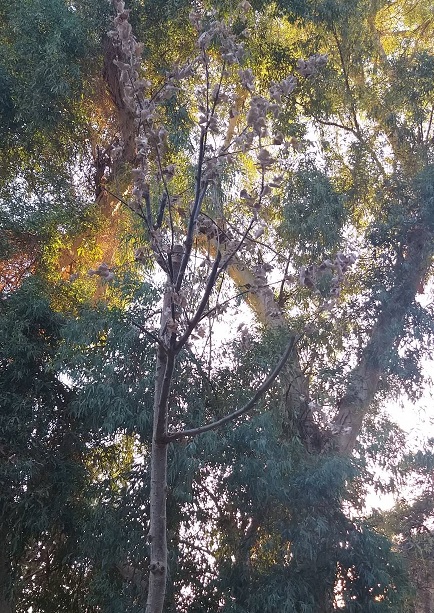 LofosStrefi's tweet image. Ανοιχτή Συνέλευση για την Υπεράσπιση του Λόφου Στρέφη
Σάββατο 26.7, 20:00, θεατράκι
Για έναν απολογισμό της τρίμηνης καταστροφικής παρουσίας των μπάτσων στην κοινωνική ζωή του Λόφου, στα φυτά του και στις υποδομές του και για την οργάνωση εκ νέου της υπεράσπισής του
#antireport
