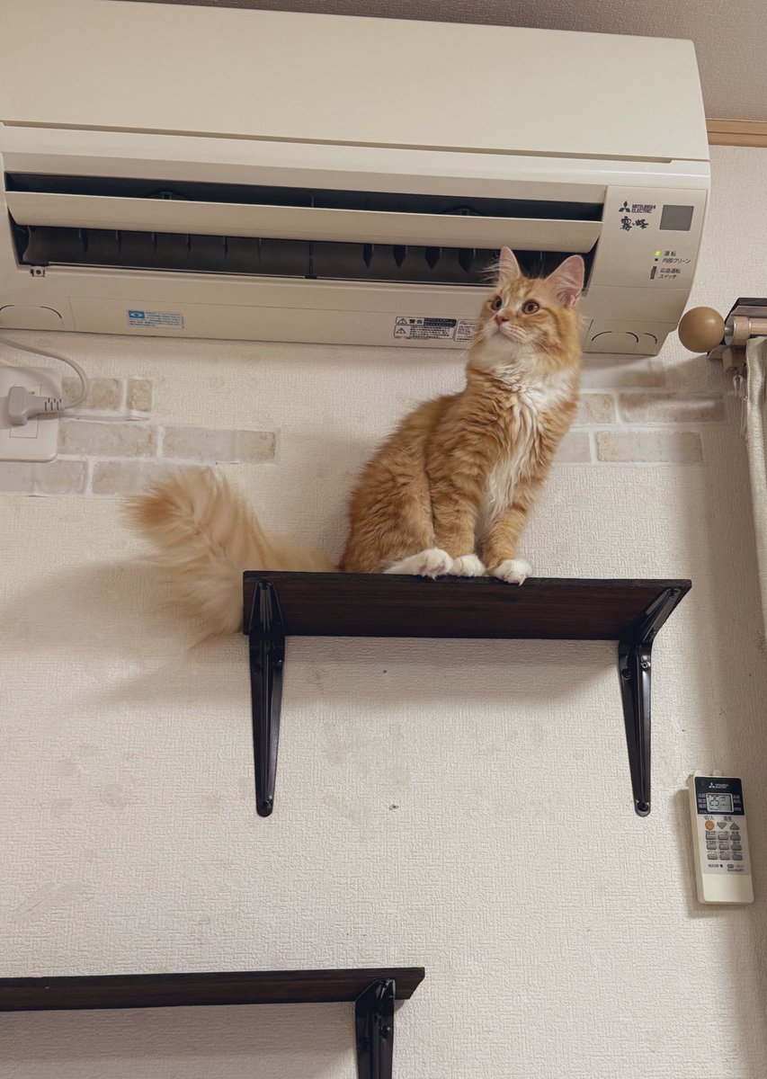 B9Pqpy's tweet image. クーラーの下が特等席🐈