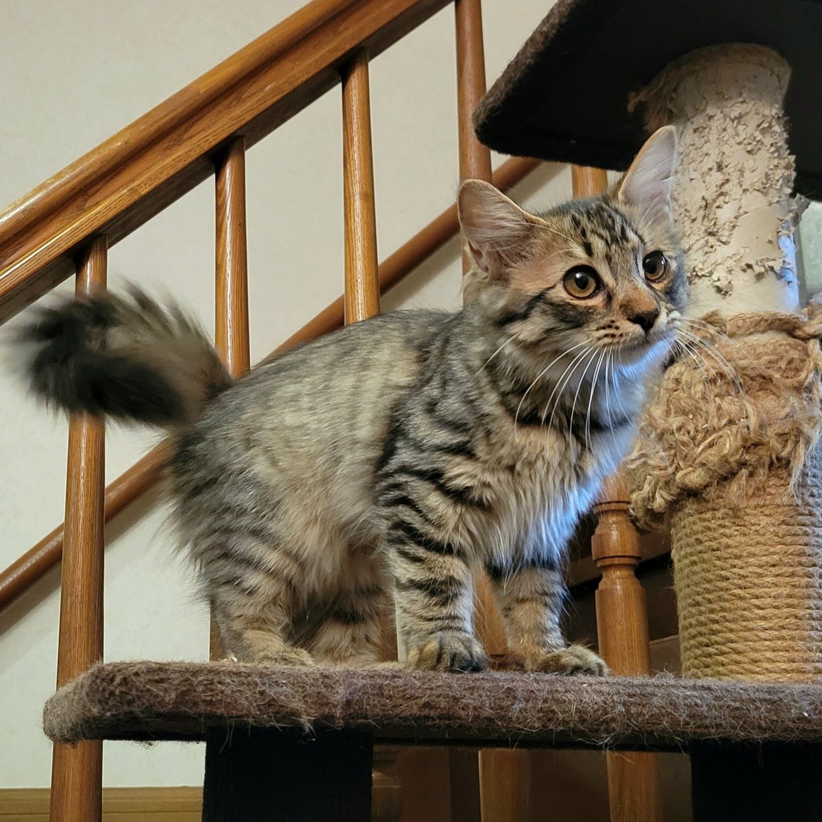 ynakano12's tweet image. 今晩のすずちゃん🎶
#保護猫