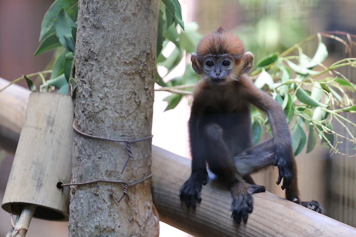 aoi_zoo_zoo's tweet image. ミンちゃん🧡
20250724 thu
#ズーラシア #zoorasia #よこはま動物園
#フランソワルトン #ミント #FrancoisLangur
8757