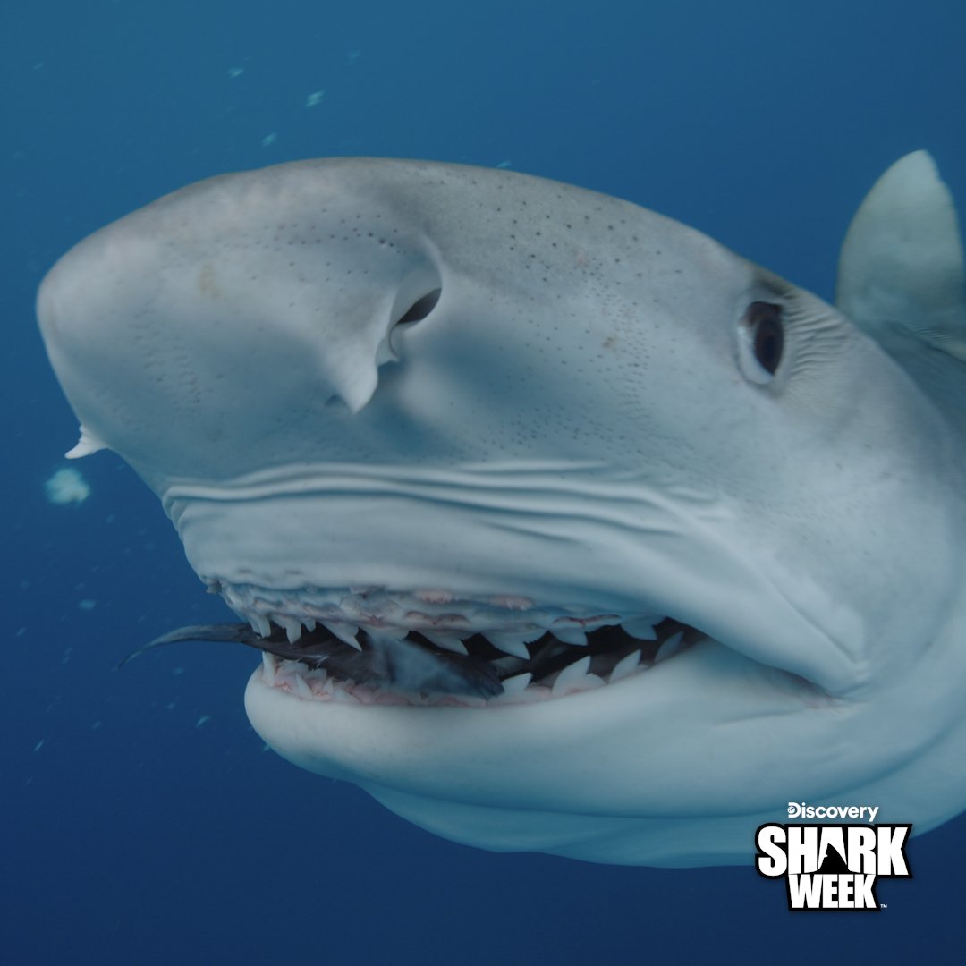 AnimalPlanet's tweet image. Double tap to boop ❤️
#SharkWeek continues tonight at 8p on @Discovery, and don't miss Attack of the Devil Shark tomorrow!
#shark #oceanlife #boop