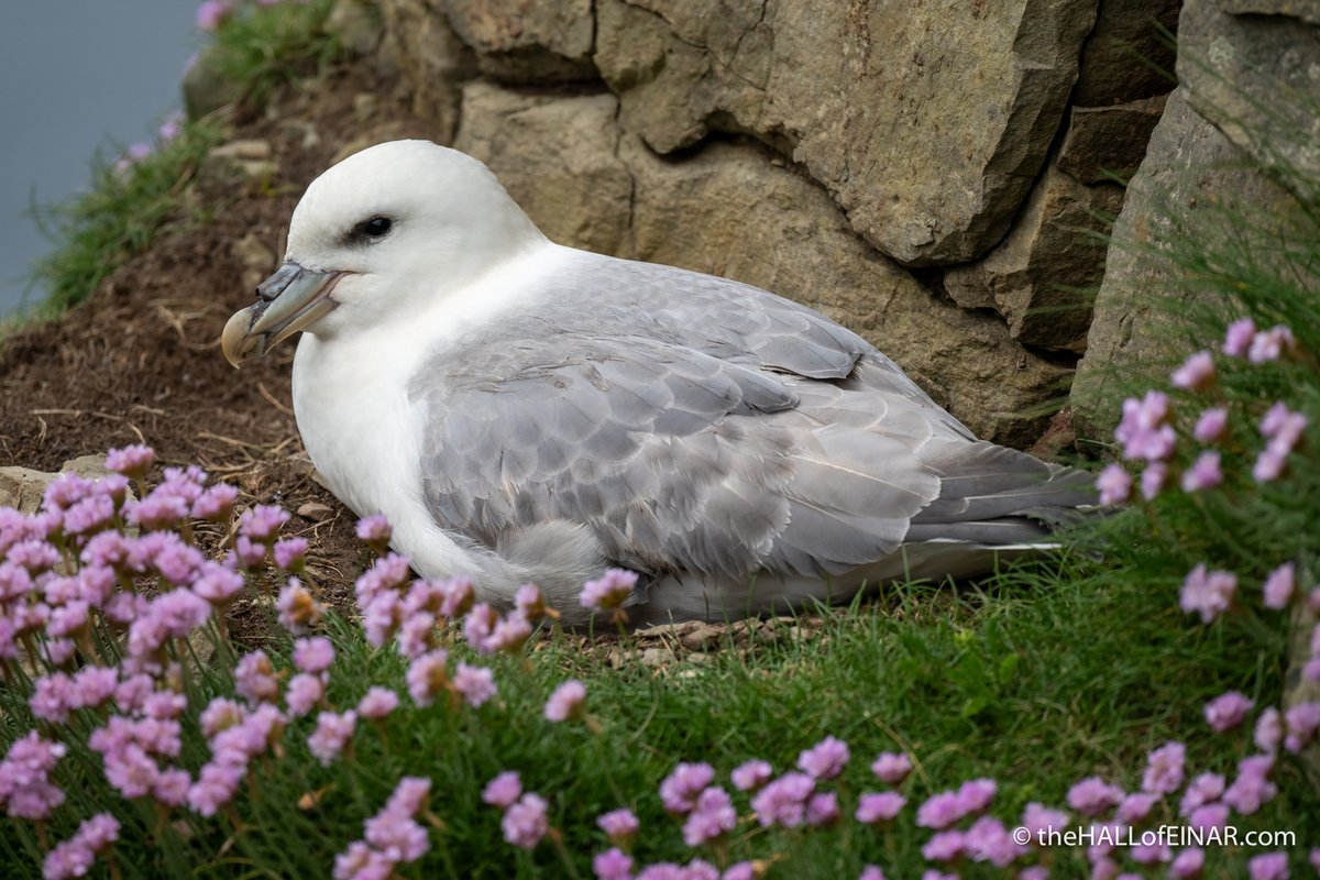 theHALLofEINAR's tweet image. Sitting pretty.
A Mallimack (Fulmar) in Sea Pinks (Thrift).