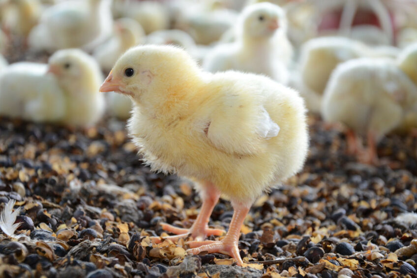 Poultry World_global tweet media