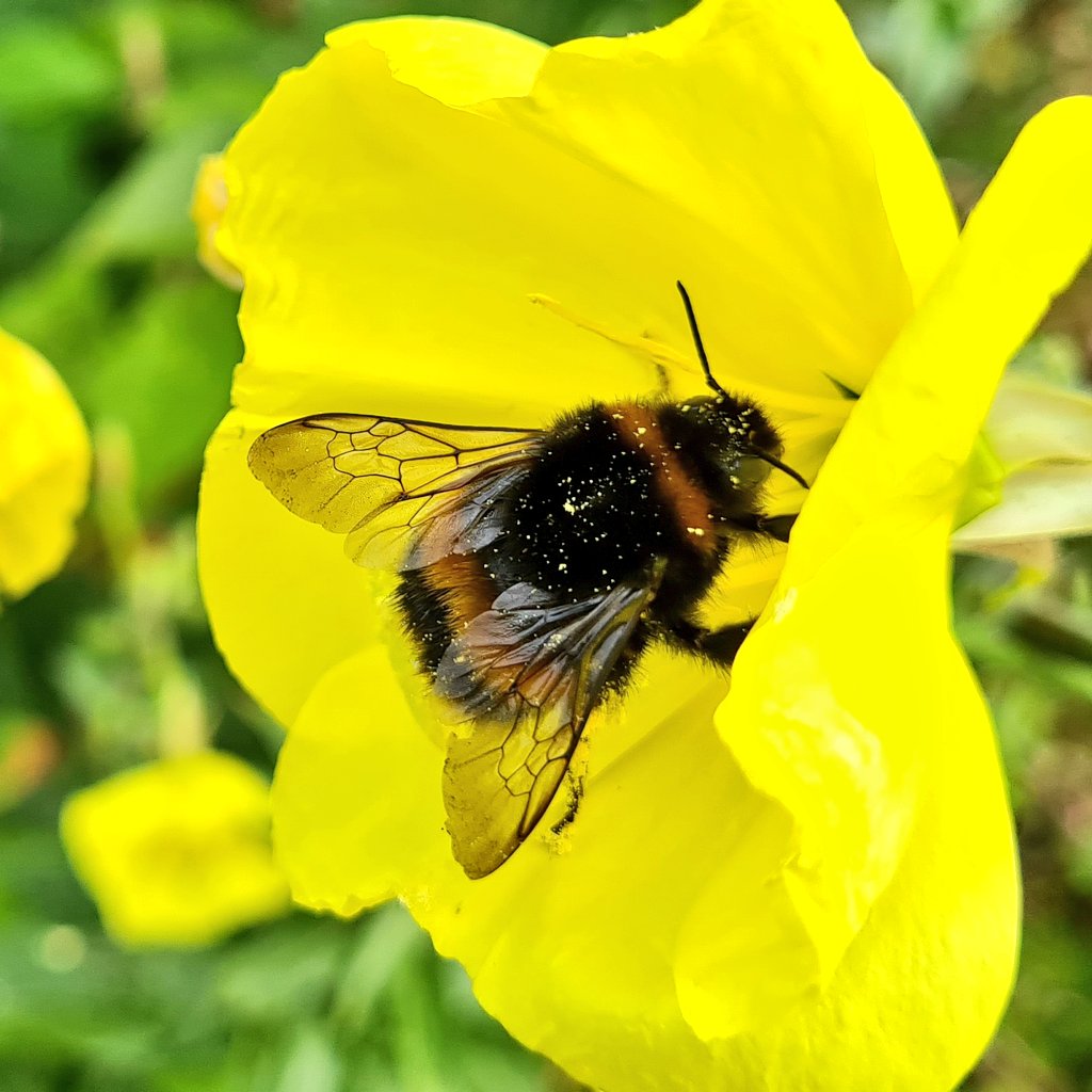 joshthetree_'s tweet image. Meanwhile, in the garden ... I always have plenty of weeds for the wildlife ๐
@Natures_Voice ๐๐๐๐ฆ๐ฆ๐ท
