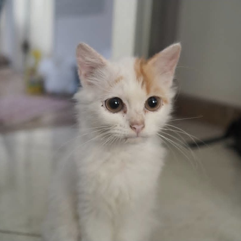 cikukucing's tweet photo. Day one                     One day https://t.co/N12xXF15dl