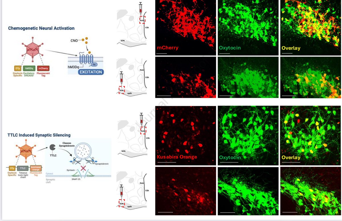DanielJDrucker's tweet image. PVH and SON Oxytocin neurons differentially modulate food intake by either reducing or increasing caloric consumption, respectively.@MolMetab 
sciencedirect.com/science/articl…