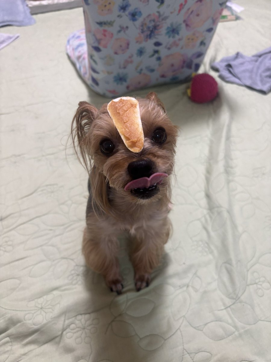 dy_apex's tweet image. 頭の上におやつガム🐶
落としちゃいけないのわかってるのか硬直してた🥳