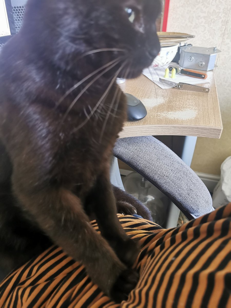 This is Bob, I am clawing dad 😹