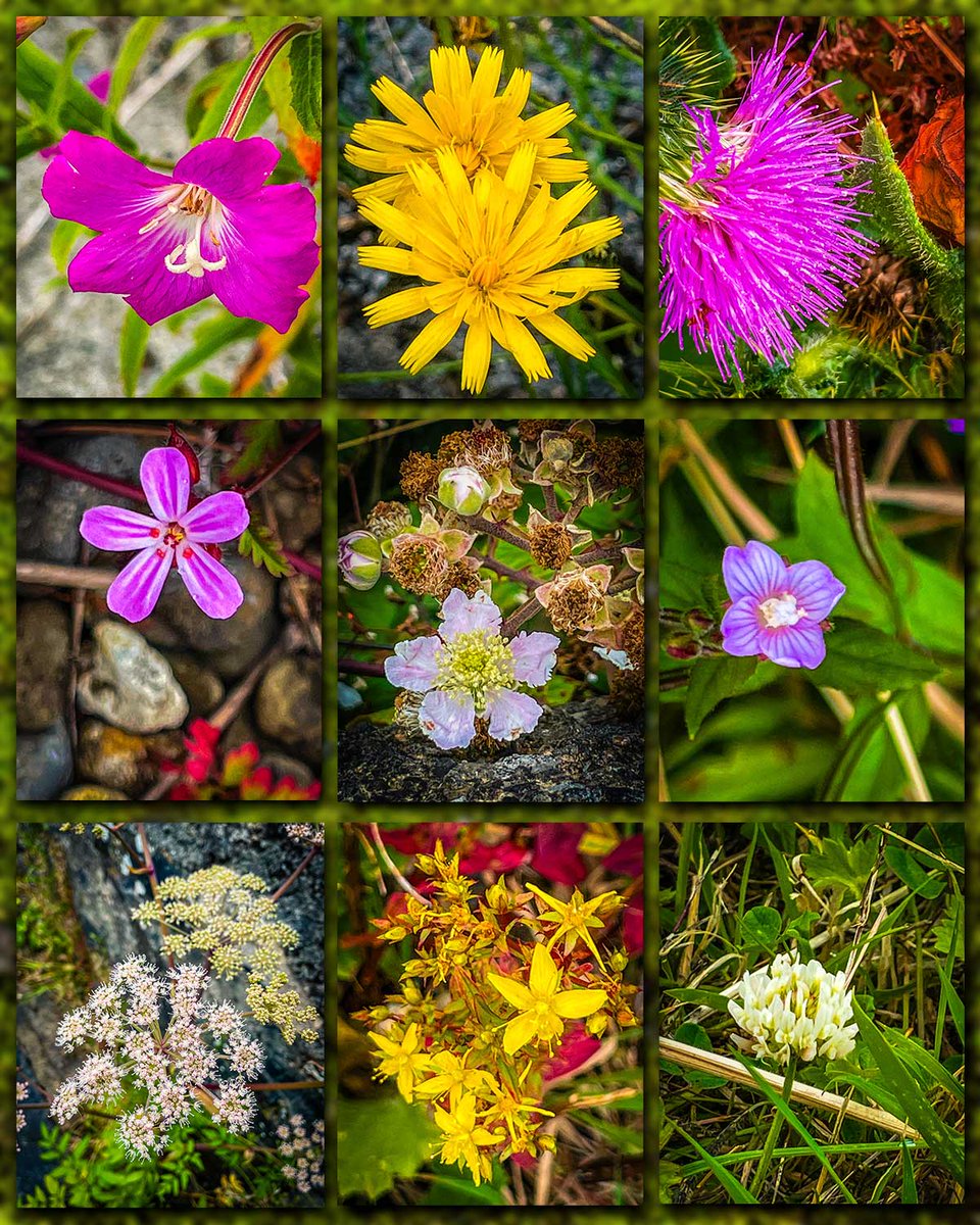 jamesatruett's tweet image. GM, and happy Friday.
Sometimes, all it takes is a closer look…
Each of these wildflowers was captured with a quick iPhone snap in my backyard here in County Clare over the last few days.
Some are barely larger than a fingernail — tiny bursts of colour hiding in plain sight!…