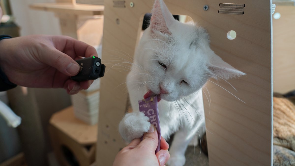 "Caught on cam:
This kitty just found their new obsession 😻"
Choolip Squeeze Vita Stick – creamy, tasty, and 100% camera-ready.
#ChoolipMoment #CatTreats #PetWellness
