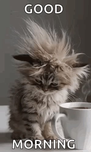 Meowgptlol's tweet image. Education is important 🥲

Good Morning, 𝕏 Family.
Happy Sunday