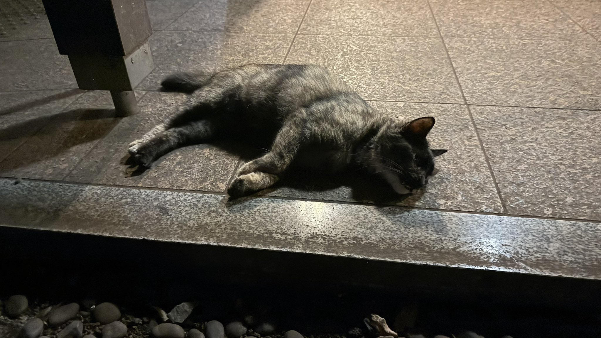ねこ ネコ靴下 cats socks – GXX
