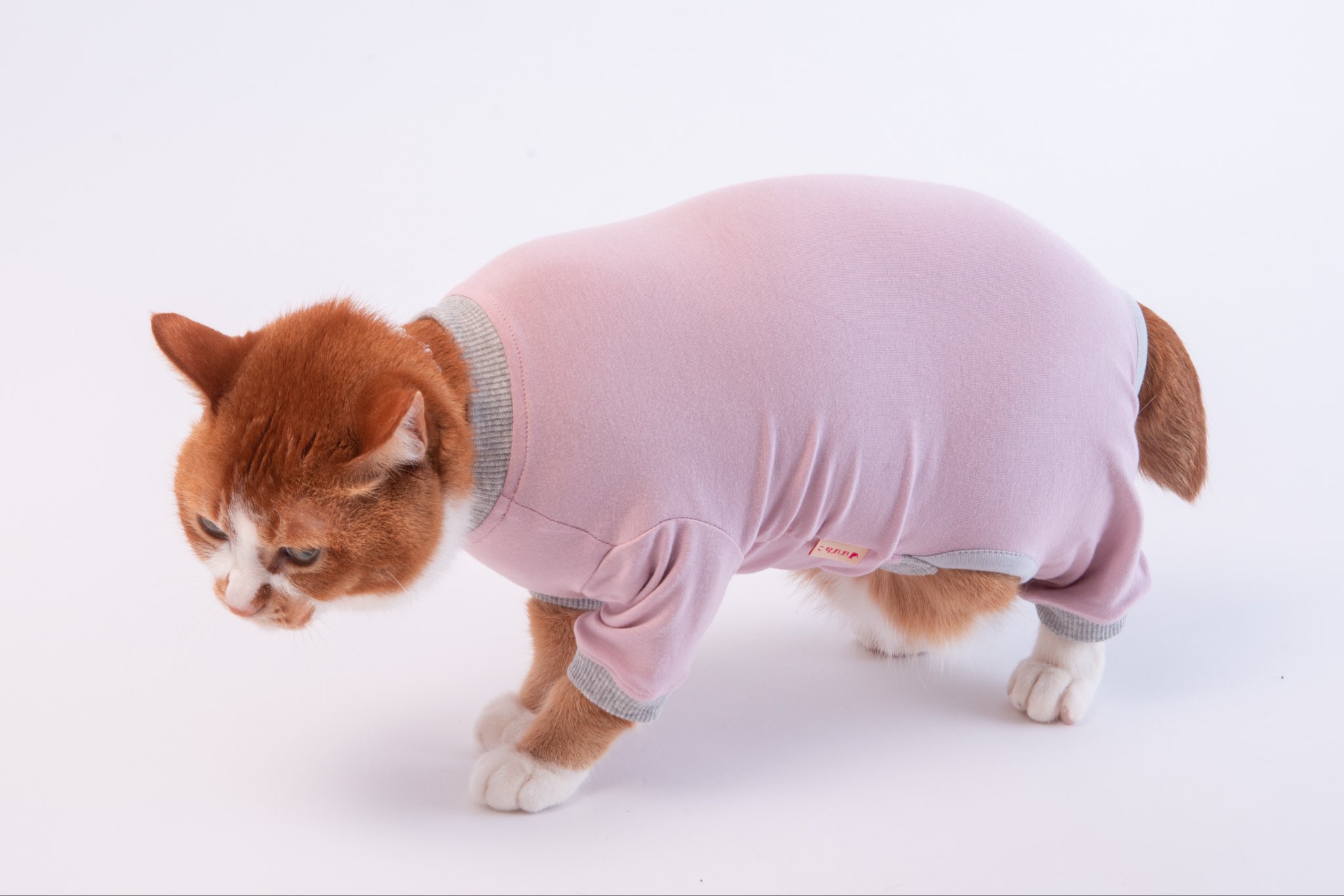 ぽぽねこ®︎【公式】ハゲにくい猫首輪 on X: 