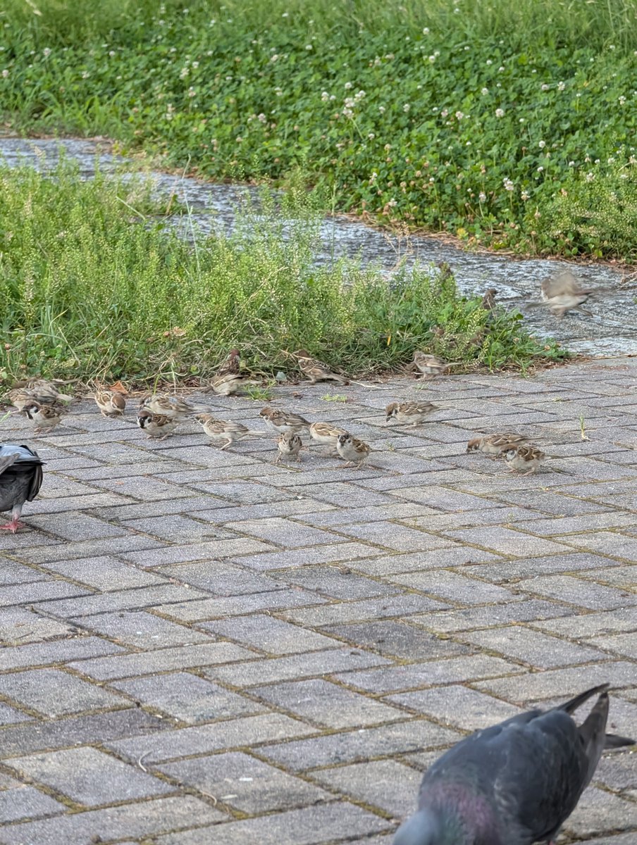 takeuchinameko's tweet image. 今日のチュンチュン🐥