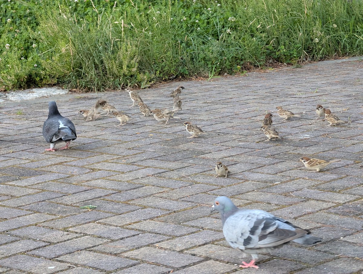 takeuchinameko's tweet image. 今日のチュンチュン🐥