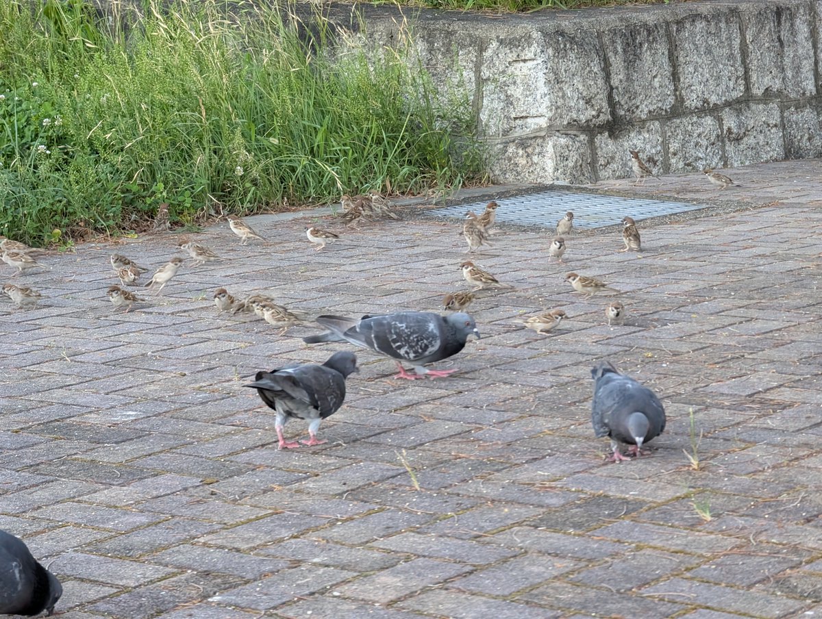 takeuchinameko's tweet image. 今日のチュンチュン🐥