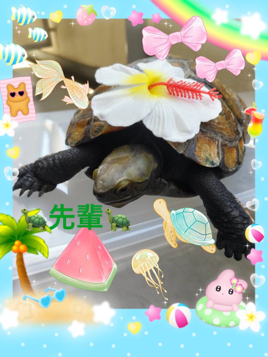 vrockcham's tweet image. お久しぶりの先輩です🐢夏になるとベランダで遊ぶのが大好きになります🐢
本日アロハな先輩🐢
 #イシガメ  #カメ  #ペット