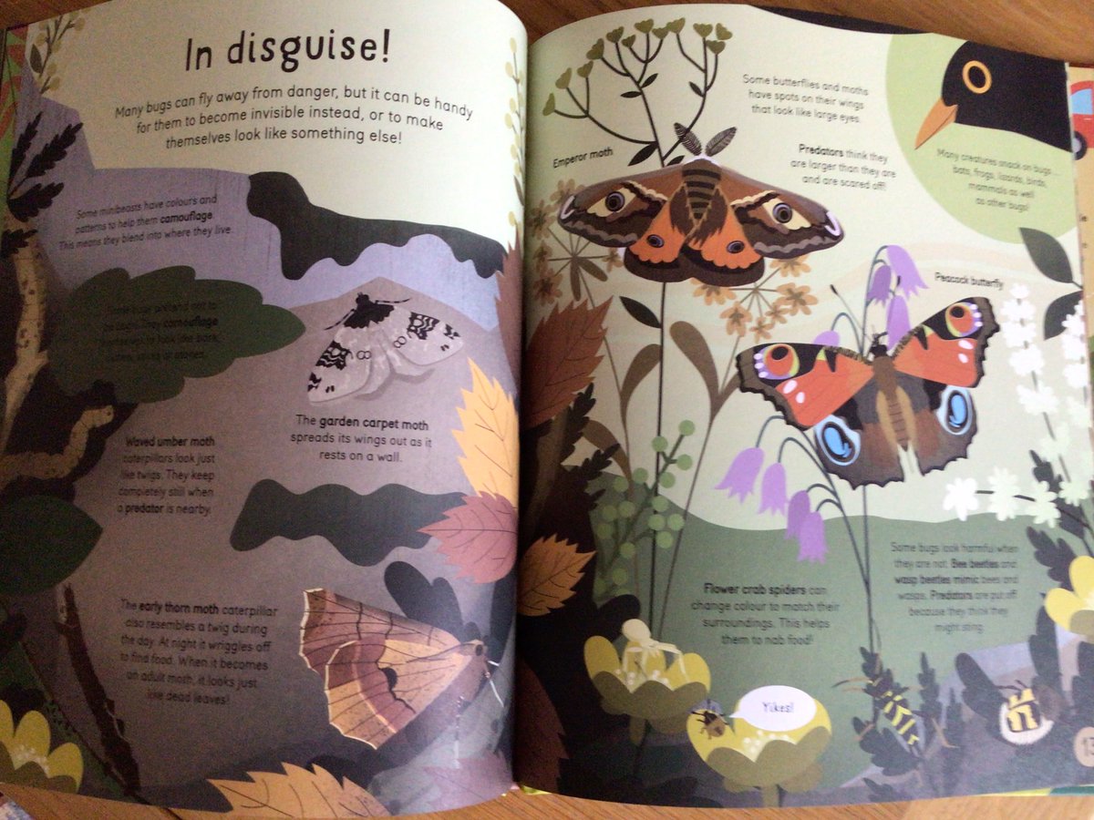 writeaboutbooks's tweet image. Third title in the #NatureInvestigator series #BugsBugsBugs by Susan Martineau & @VBdoodles @bsmallpub is a fascinating, beautifully presented exploration of mini beasts. The contents page & glossary, makes this equally good for
focused research or browsing - in school or at home