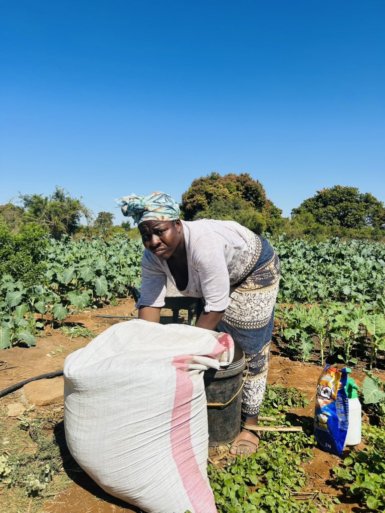 Green Governance Trust (@greengovzw1) on Twitter photo Today we visited our #GreenVillage Hub in Chipinge, Ward 3 which is being run by the Boabab Climate Youth Action Project with the support of <a href="/ActionAidZim/">ActionAid Zimbabwe</a>.
It was great to host our SPAII partners <a href="/fpc_online/">Fambidzanai Permaculture Centre ZWE</a> and <a href="/Basilwizi1/">Basilwizi</a>. Promoting
#agroecology #cleanenergy #sustainablefood Today we visited our #GreenVillage Hub in Chipinge, Ward 3 which is being run by the Boabab Climate Youth Action Project with the support of <a href="/ActionAidZim/">ActionAid Zimbabwe</a>.
It was great to host our SPAII partners <a href="/fpc_online/">Fambidzanai Permaculture Centre ZWE</a> and <a href="/Basilwizi1/">Basilwizi</a>. Promoting
#agroecology #cleanenergy #sustainablefood