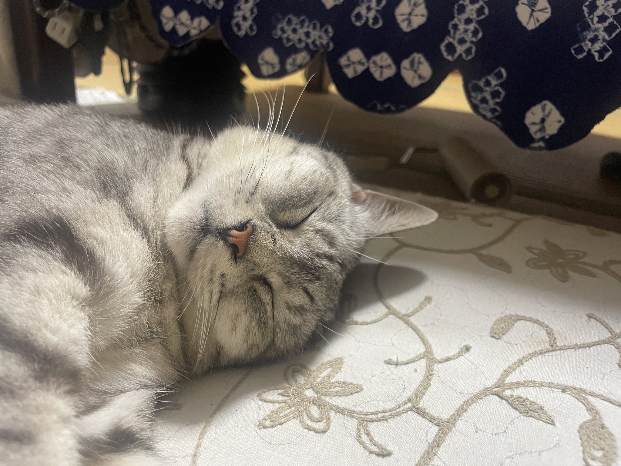修正作品　プカプカ猫 fit=scale-down,w=1200